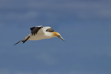 australasian gannet