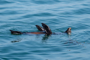 Sea Lions rest by floating on their backs along the rocky coast of the Monterey Bay in central California, after gorging on squid.