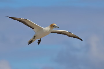 australasian gannet