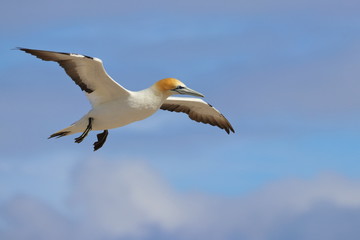 australasian gannet