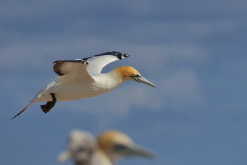 australasian gannet