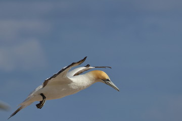 australasian gannet