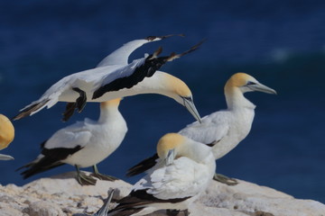 australasian gannet
