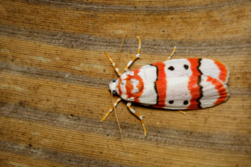 Image of Butterfly Moth (Cyana coccinea) on brown leaves. Insect. Animal.