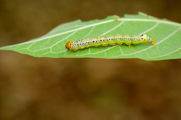 Image of Green worms (caterpillars) on green leaf. Insect. Animal.