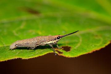 Image of Brown grasshopper(Acrididae) on green leaf. Insect. Animal.