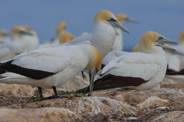 australasian gannet