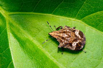 Image of brown bug (Hemiptera) on green leaf. Insect. Animal.
