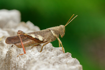 Image of Brown grasshopper (Apalacris varicornis) on stump. Insect. Animal.