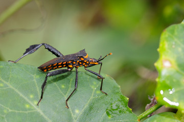 Image of black bug(hemiptera) on a green leaf. Insect. Animal