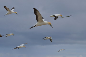 australasian gannet