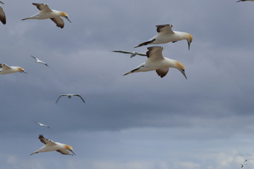 australasian gannet