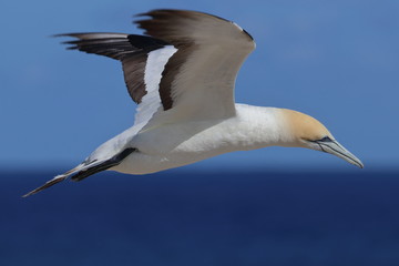 Fototapeta na wymiar australasian gannet