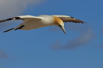 australasian gannet