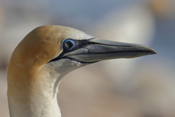 australasian gannet