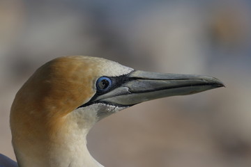 australasian gannet