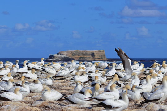 Australasian Gannet