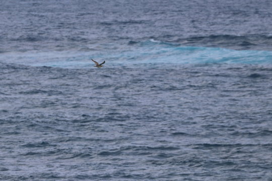 Australasian Gannet