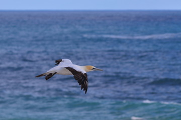australasian gannet