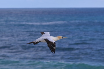 Fototapeta na wymiar australasian gannet