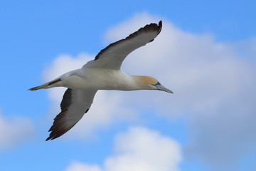 australasian gannet