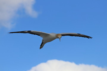 australasian gannet