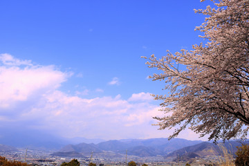 桜と甲府盆地