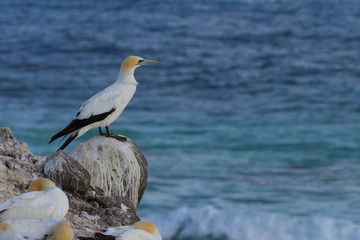 australasian gannet