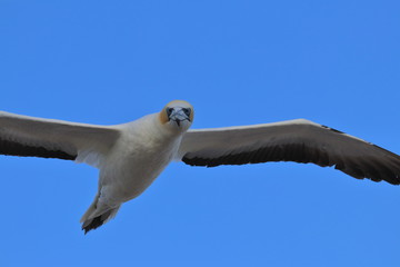 australasian gannet