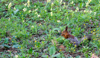 Brown squirrel changes fur from winter to summer and sits on the green spring grass
