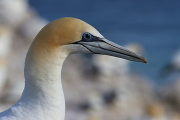 australasian gannet