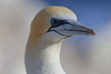 australasian gannet