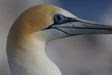 australasian gannet