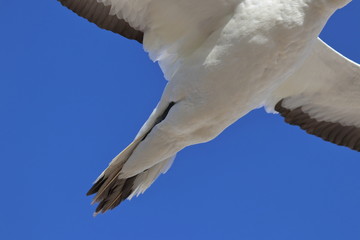 australasian gannet