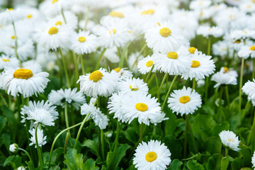 Obraz premium Blossom big daisies on meadow. Summer, floral background. Wild chamomile close up