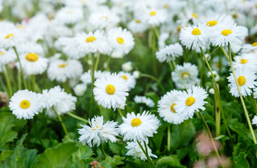 Blossom big daisies on meadow. Summer, floral background. Wild chamomile close up