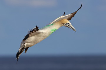 australasian gannet