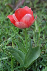 macro tulip red pink