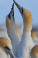australasian gannet