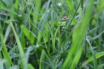 snail on grass