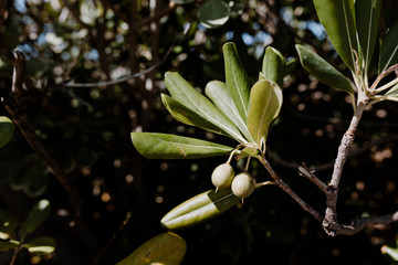 Fototapeta na wymiar Green olives on a branch