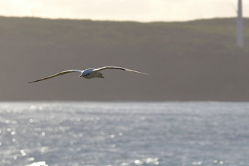 australasian gannet