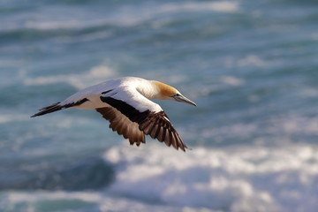 australasian gannet