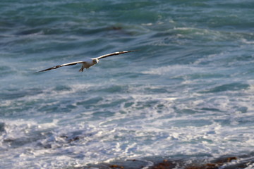australasian gannet