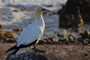 australasian gannet