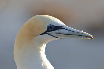 australasian gannet