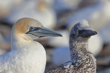 australasian gannet