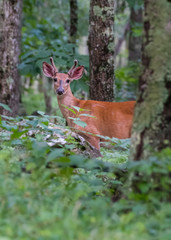 Young Buck In the Woods