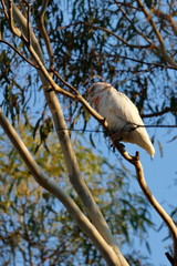 long billed corella