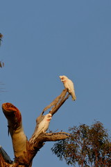 long billed corella